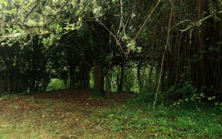 Bosque Casa da Poza Galicia