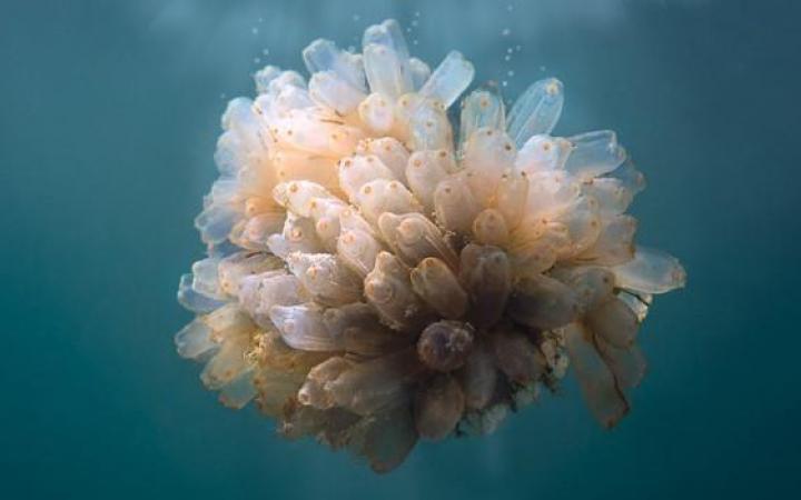 Componentes marinos, foto de PharmaMar Facebook