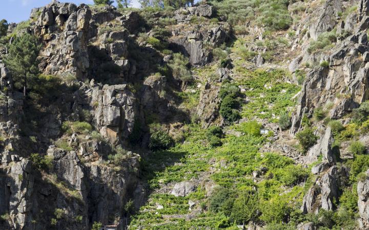 Viñedos en la Ribeira Sacra