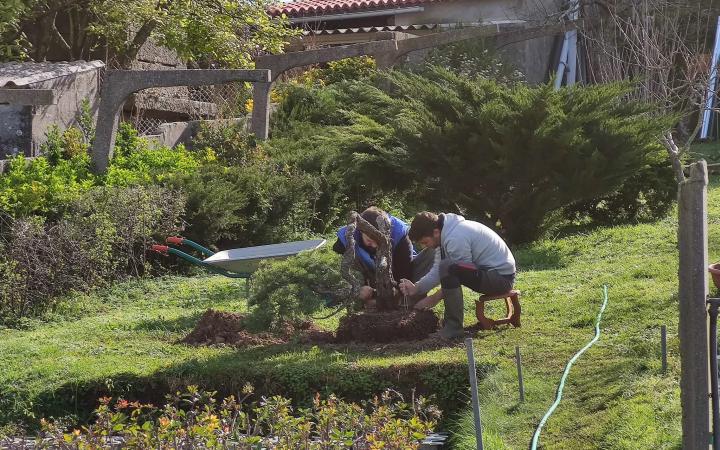 Manuel Germade plantación bonsáis