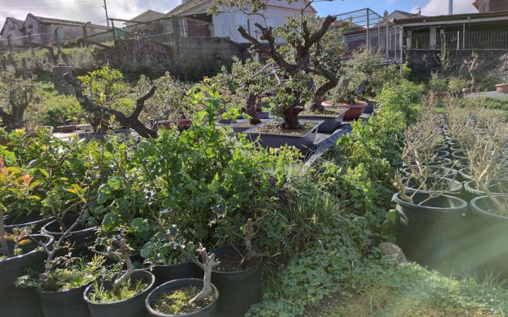 Bonsais Manuel Germade