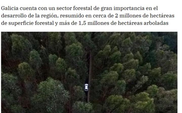 Sector forestal