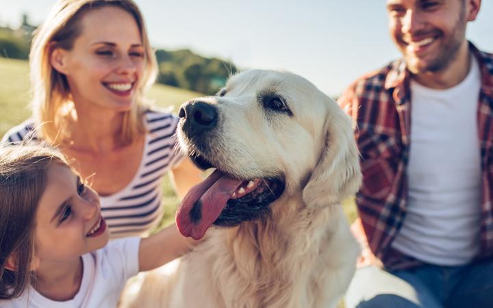 mascotas retorno Galicia 